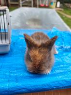Konijnte, Dieren en Toebehoren, Konijnen, Meerdere dieren, Klein, 0 tot 2 jaar