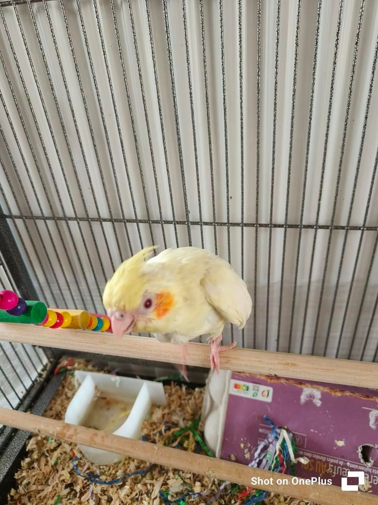 Handtamme valkparkieten