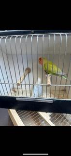 2 agapornis, Dieren en Toebehoren