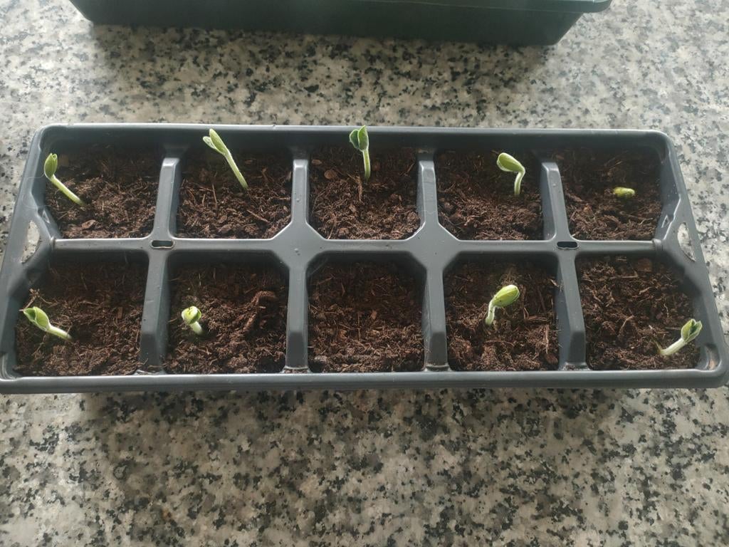 Butternutplantjes, Ophalen