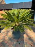 Mooie meerdan 30 j oude cycas palm in pot op wieltjes, Ophalen, In pot, Palmboom, 100 tot 250 cm