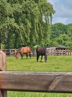 Draver merrie gezocht, Merrie, Gechipt