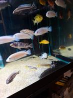 Cichlides malawi labido nhkata bay