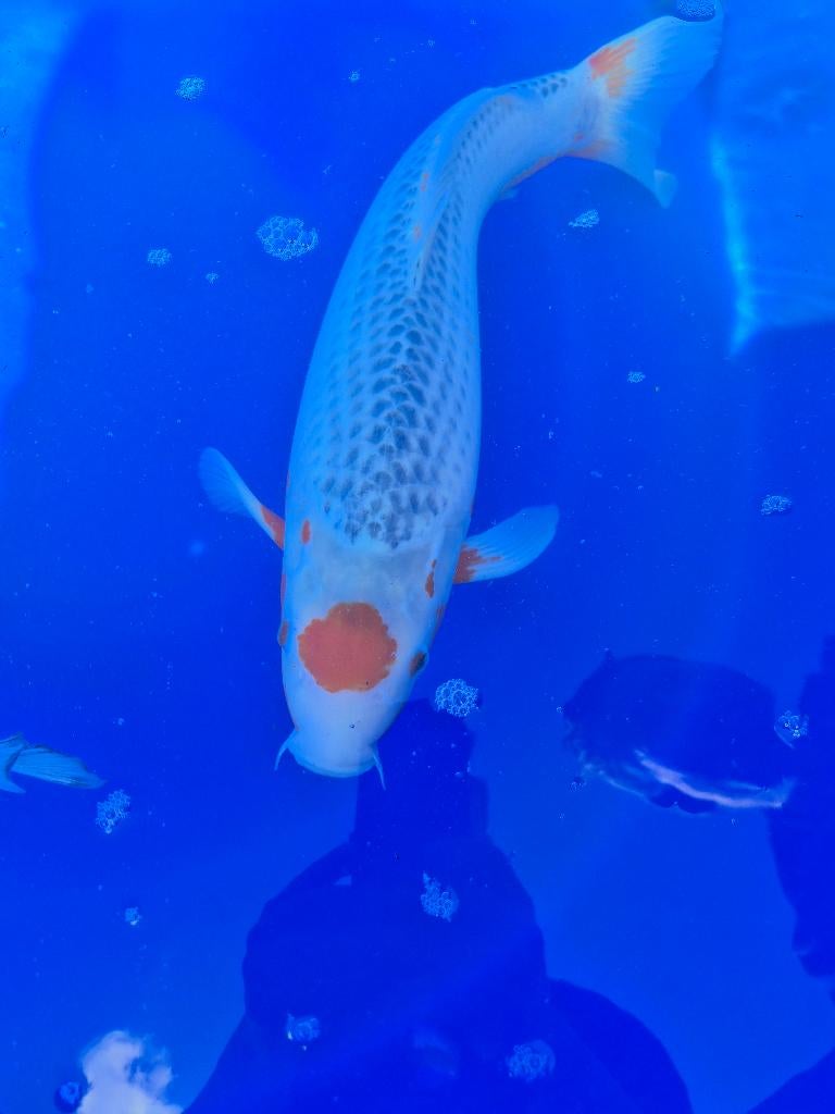 Maruten Asagi Takatatsu, Karper of Koi