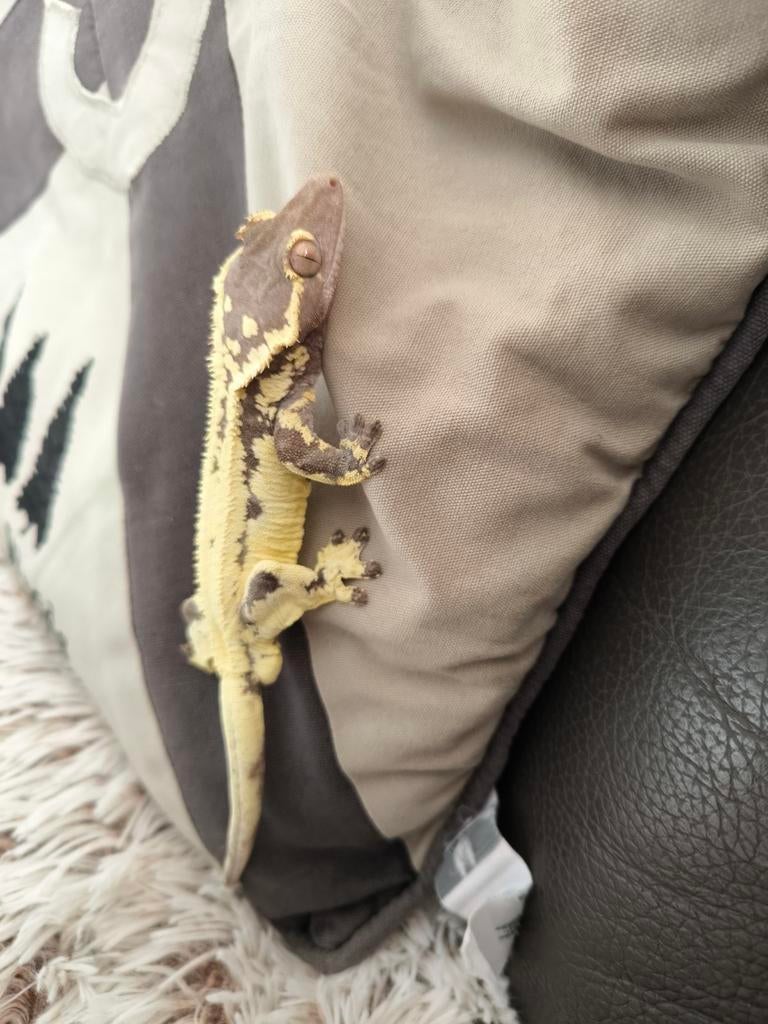 Wimper gekko,Crested Gecko Frappuccino., Dieren en Toebehoren, Reptielen en Amfibieën