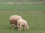 Schaap met lam, Dieren en Toebehoren, Schaap