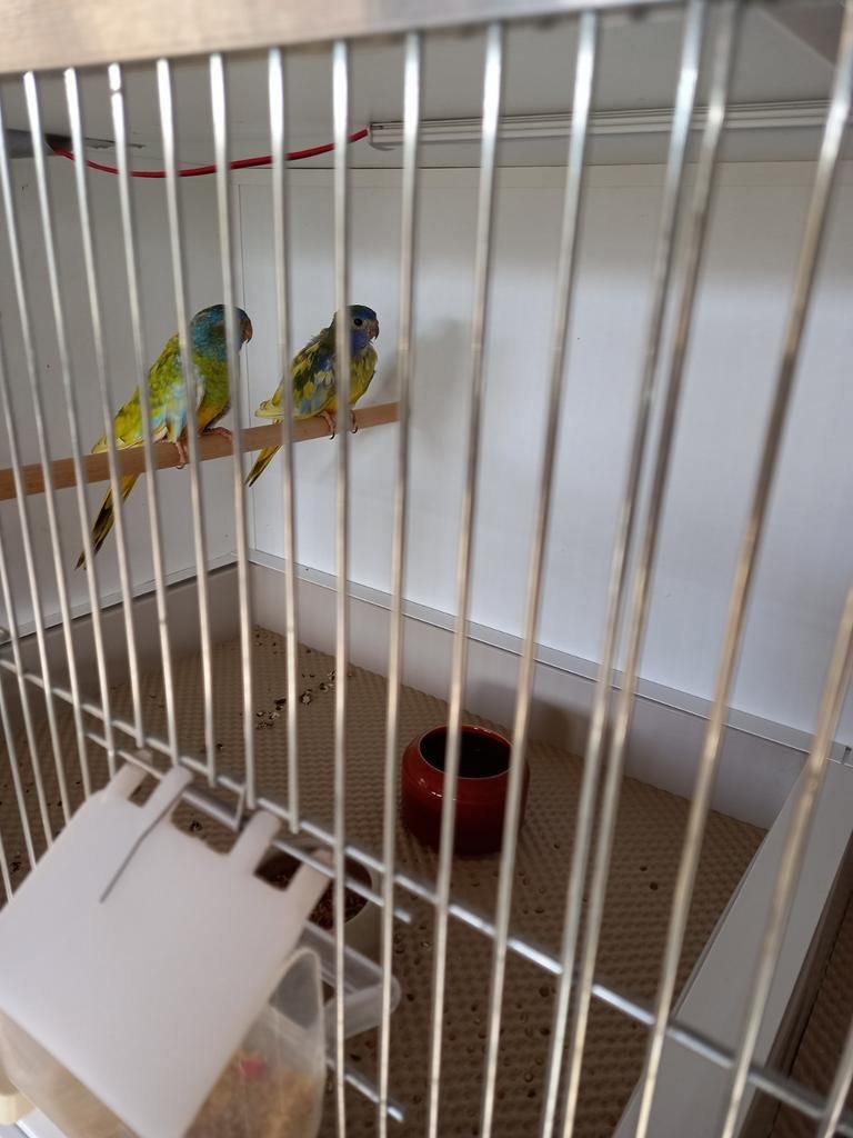 Splendid parkieten, Dieren en Toebehoren, Vogels | Overige Vogels