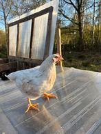 Jonge hanen te koop – 10 weken oud