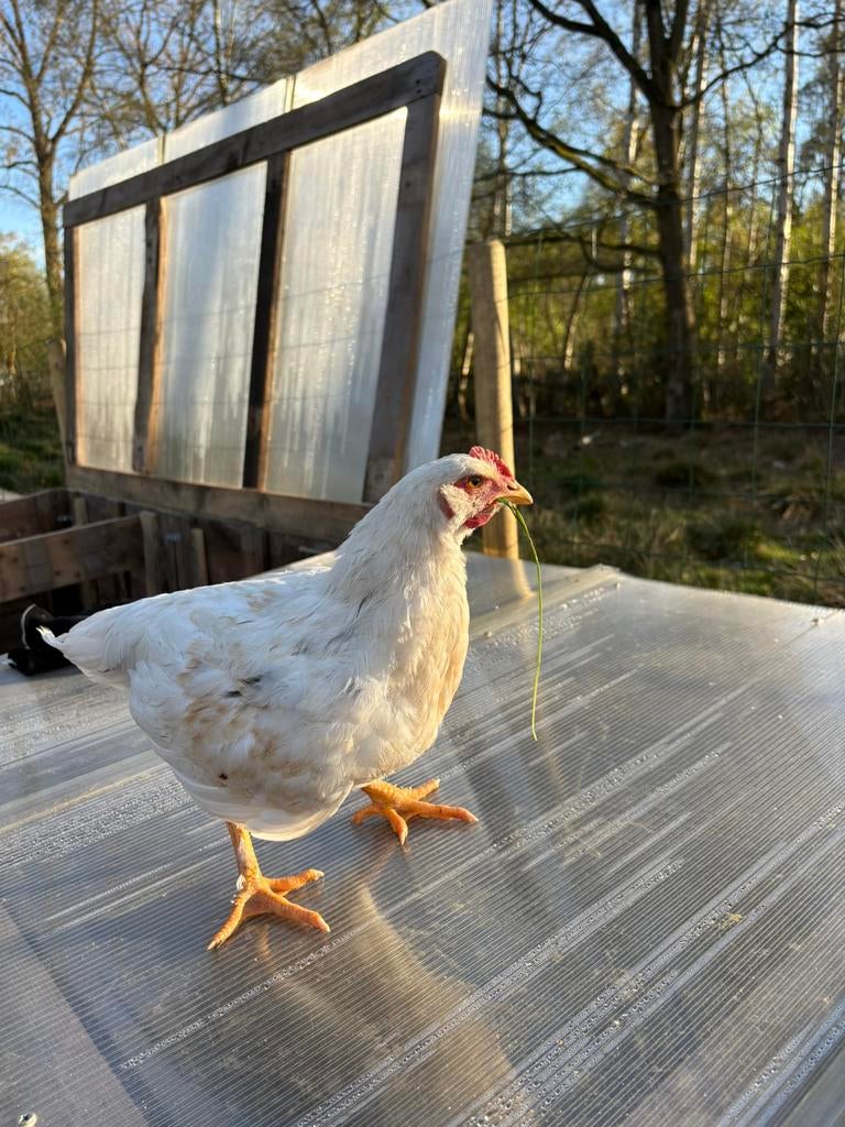 Jonge hanen te koop – 11 weken oud, Dieren en Toebehoren, Pluimvee