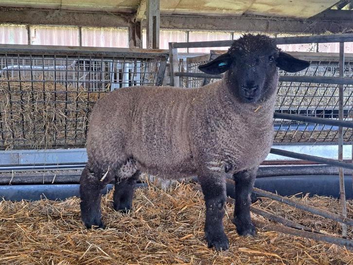 Suffolk lammeren + kweekooien, Animaux & Accessoires, Moutons, Chèvres & Cochons