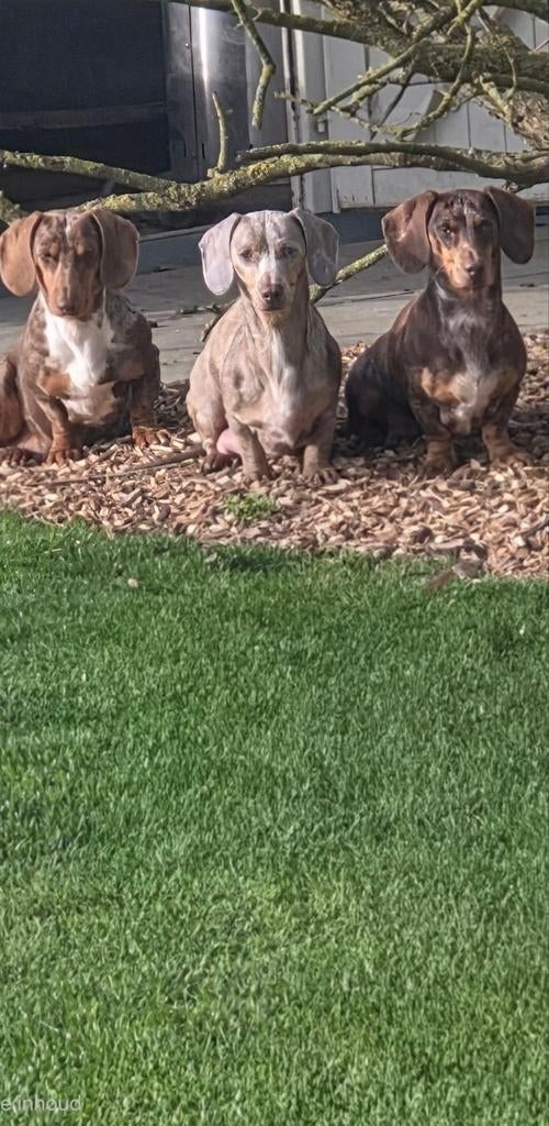 Isabella, 3 ans, a repéré une femelle aux cheveux courts, 3 à 5 ans, Poils courts, Hépatite contagieuse (maladie de Rubarth), Chienne