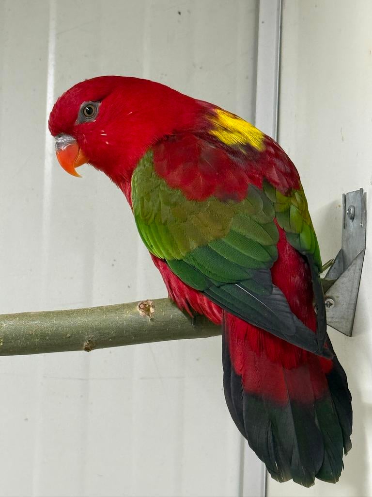Lorie à cape jaune Lorie Lories, Mâle, Perroquet, Bagué