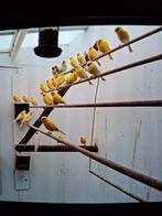 Kanaries, Dieren en Toebehoren, Vogels | Kanaries, Meerdere dieren, Kleurkanarie