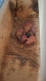 5 JONGE gouldamadines goulds amadine amandine gouldamadine, Dieren en Toebehoren, Vogels | Overige Vogels, Geringd