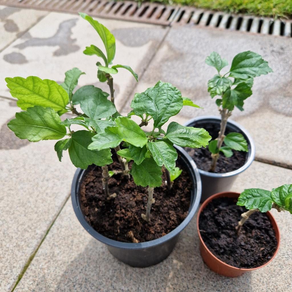 hibiscus wit, Tuin en Terras, Ophalen
