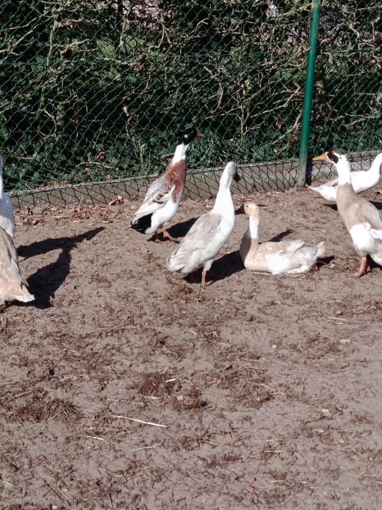 2 trios de canards, Animaux & Accessoires, Volatiles