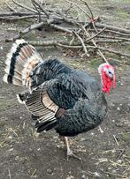 Œufs à incuber : dinde hétéroclite, Dinde