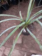 yucca torreyi, Ophalen