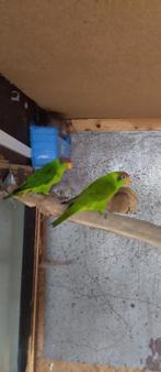 Iris Lori et Violet Lori, Plusieurs animaux, Perruche, Bagué