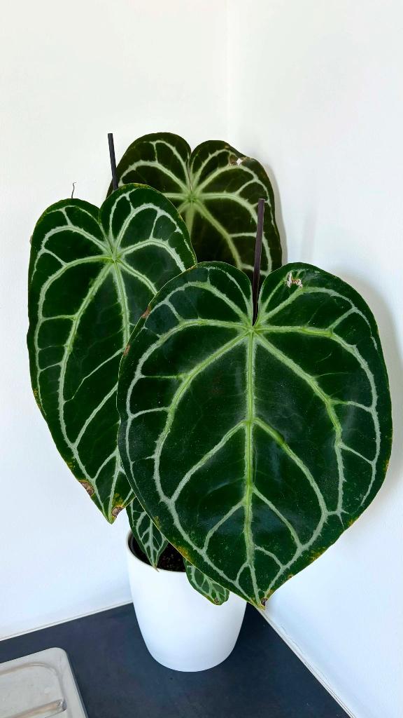 Anthurium Silver Blush 58 cm – cache-pot Elho, Maison & Meubles, Plantes d'intérieur, Autres espèces, Moins de 100 cm, Plante verte