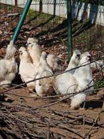 Zijdehoen kriel te koop!!!!, Femelle, Poule ou poulet