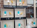waterslagers, Dieren en Toebehoren, Vogels | Kanaries, Meerdere dieren, Zangkanarie