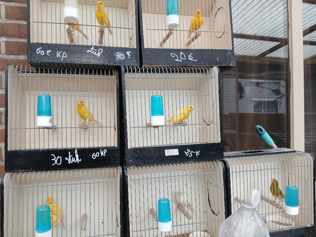 waterslagers, Animaux & Accessoires, Oiseaux | Canaris, Canari chanteur, Plusieurs animaux