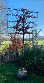 Leiboom beuk te koop, Tuin en Terras, Ophalen, Leiboom, 250 tot 400 cm