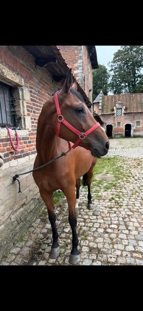 Jument reproduction, Animaux & Accessoires, Chevaux & Poneys | Produits de soin, Comme neuf, Enlèvement