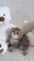 Britse Korthaar Kittens, Plusieurs animaux, Vermifugé, 0 à 2 ans