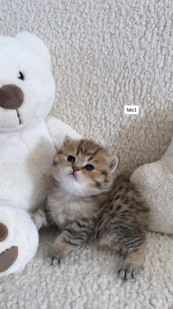 Britse Korthaar Kittens, Animaux & Accessoires, Chats & Chatons | Chats de race | Poil ras, Plusieurs animaux, 0 à 2 ans, Avec puce électronique