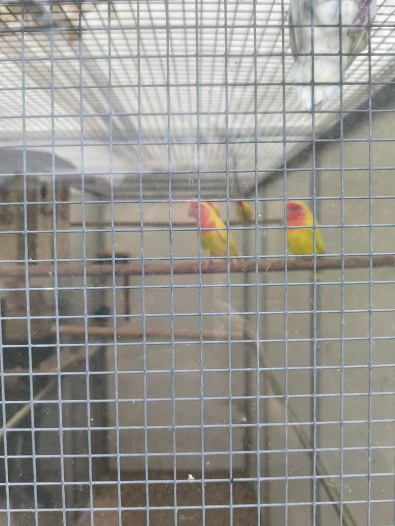 Roseicollis, Dieren en Toebehoren, Vogels | Parkieten en Papegaaien