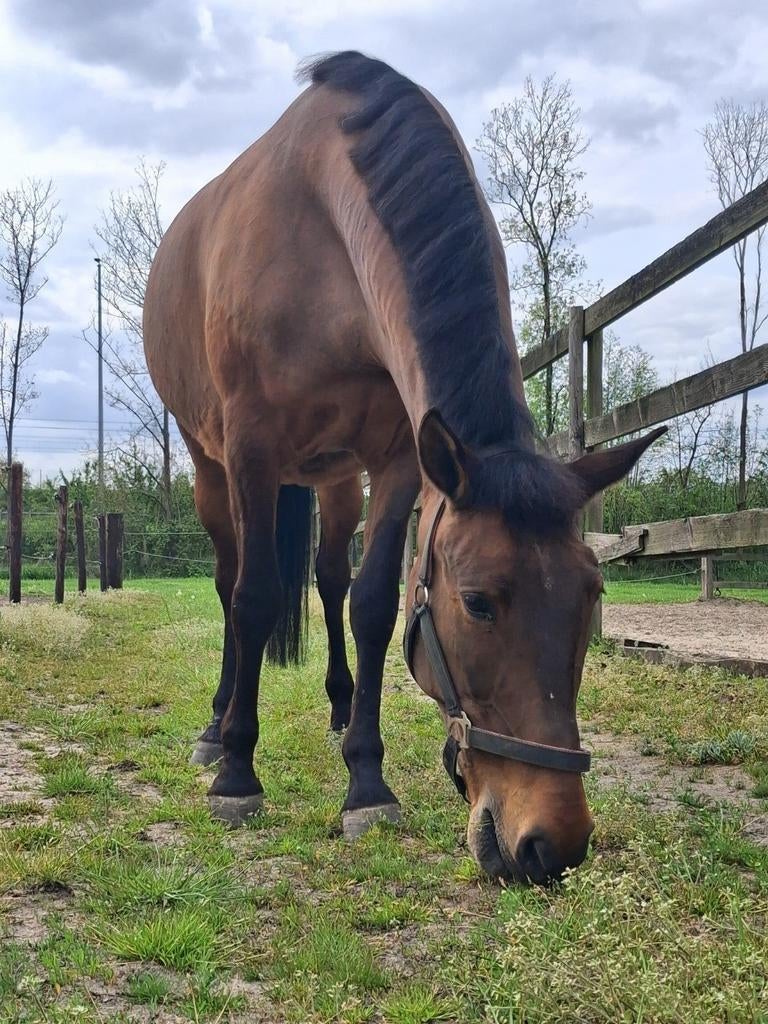 Verzorg paard aangeboden, Dieren en Toebehoren