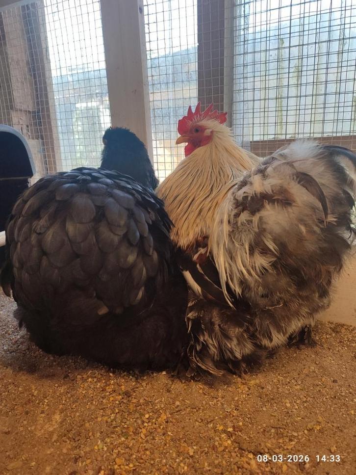 Cochin kriel koppel, Dieren en Toebehoren, Pluimvee