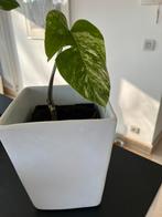 Monstera variegata in witte pot, Enlèvement, Comme neuf