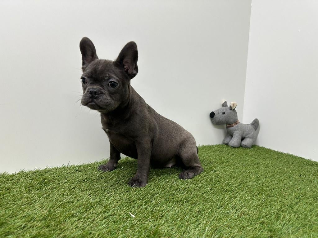 Franse Bulldog pups, België, 8 tot 15 weken, Meerdere, Meerdere dieren