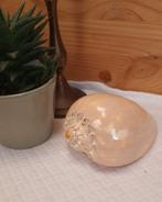 Schelp: meloenschelp volute, Verzamelen, Mineralen en Fossielen, Ophalen of Verzenden