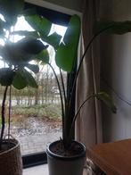 STRELITZIA NICOLAI, hauteur 1m80, Enlèvement