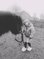 Belgisch mini-paardje, Dieren en Toebehoren, Ophalen