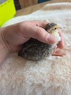 7 coqs de caille géants âgés de 4 semaines, lignée allemande