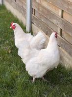 Jonge Hennen Kippen, Dieren en Toebehoren, Pluimvee, Vrouwelijk, Kip