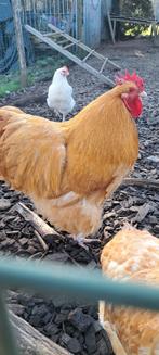 Jong Orpington haantje van 2025, Dieren en Toebehoren