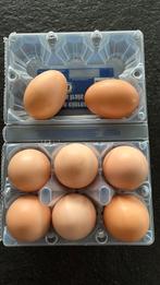 Verse kippeneieren, Enlèvement