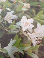 Rhododendron, Tuin en Terras, Ophalen