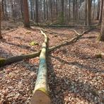 Nat beukenhout, Tuin en Terras, Brandhout, 3 tot 6 m³, Ophalen of Verzenden, Beukenhout, Blokken
