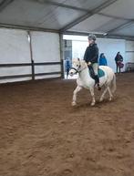 8 jarige Welsh merrie, Dieren en Toebehoren, Merrie, Springpony, 7 tot 10 jaar, B pony (1.17m tot 1.27m)