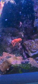 9 kreeften tegeef, Dieren en Toebehoren, Kreeft, Krab of Garnaal, Zoetwatervis