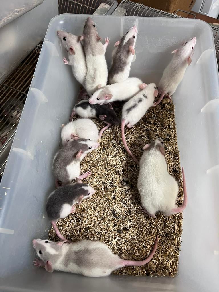 Bébés rats Dumbo, Animaux & Accessoires, Rat, Mâle, Mars, Domestique