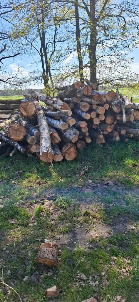 Berken stammen te koop, Jardin & Terrasse, Bois de chauffage, Troncs d'arbres, Envoi