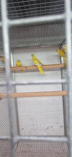 cinnamon turquoisine 2025, Dieren en Toebehoren, Meerdere dieren, Parkiet, Geringd